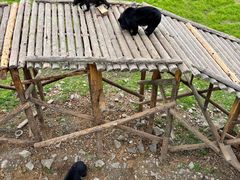 -黑瞎子岛探秘野熊园