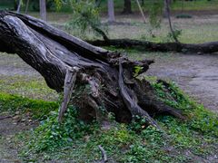 -上海共青森林公园