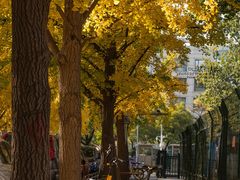 -三里屯东五街银杏大道