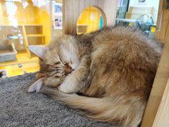 -平行世界·猫咖(首经贸店)