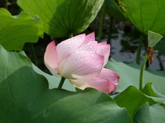 景点-荔湾湖公园