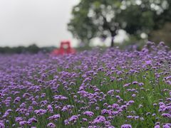 -西京湾花海