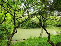 -西溪国家湿地公园