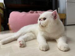 -猫宠乐园·专业洗护