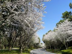 -牛首山文化旅游区