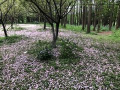 -上海共青森林公园