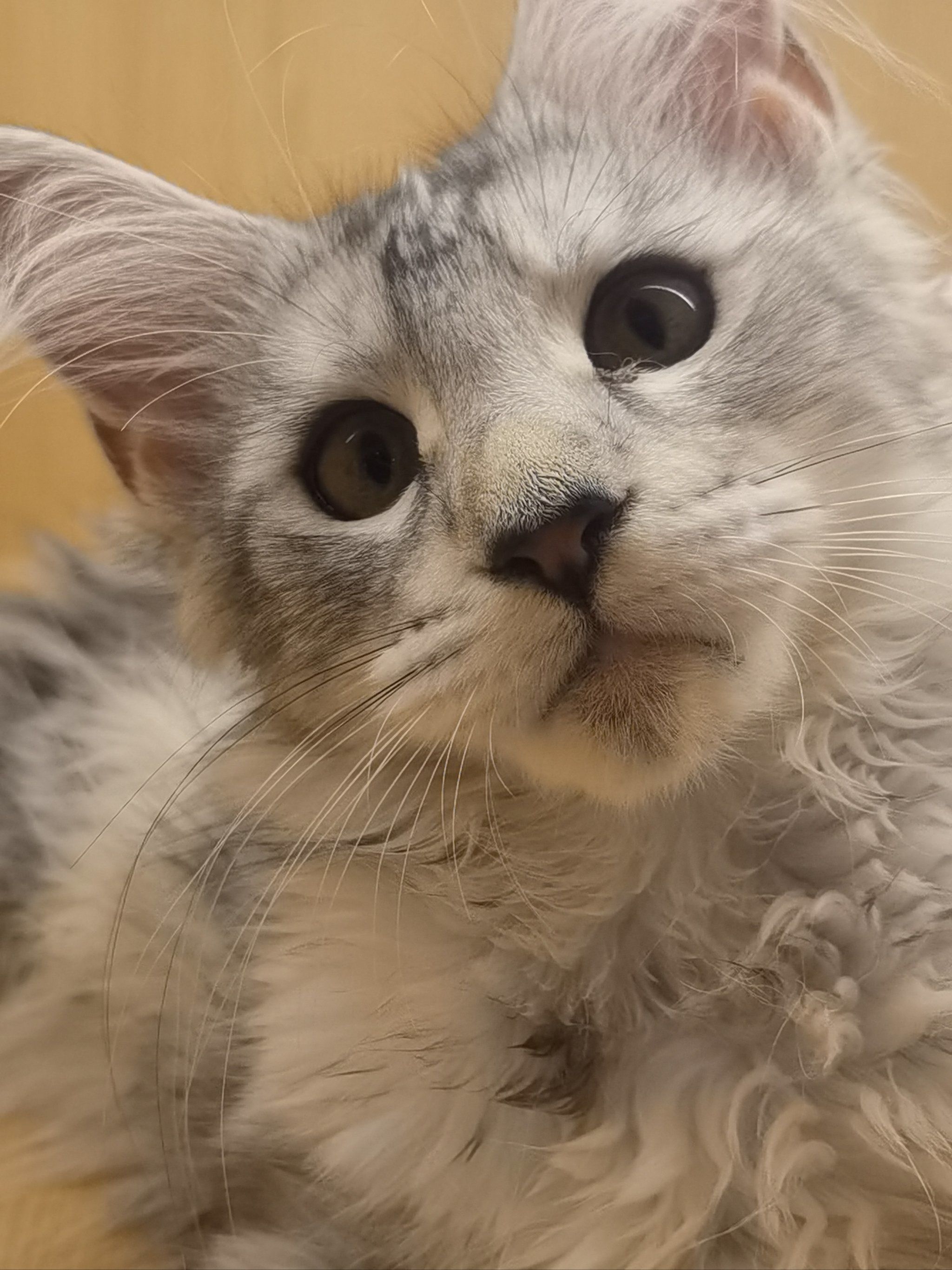 别看猫猫有点斗鸡眼 人家可是猫中霸总哦