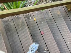 -海南霸王岭国家森林公园