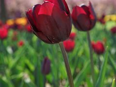 -石家庄市植物园