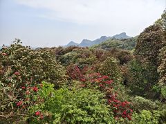 -贵州百里杜鹃风景名胜区