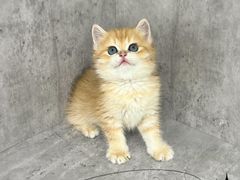 -小猫来了·猫舍(红山六九七九店)