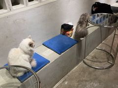 -浣熊柯尔鸭土拨鼠·电玩咖