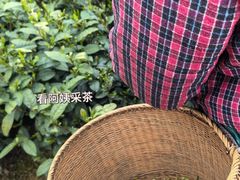 -龙坞茶村