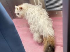 -北京观赏动物医院·24小时大型综合·猫专科·异宠专科
