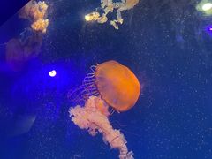 -海合安成都极地海洋公园