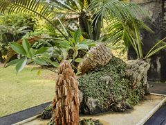-深圳仙湖植物园