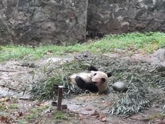 -都江堰中华大熊猫苑