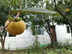 -武汉世外桃源农庄