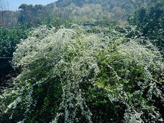 -中国茶叶博物馆(双峰馆区)