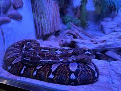 -北京野生动物园