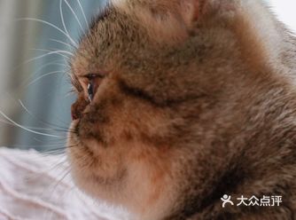 家中三只猫子的写真从这组照片开始啦