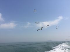 -长岛万鸟岛