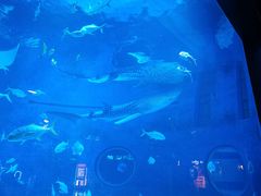 -烟台海昌鲸鲨海洋公园