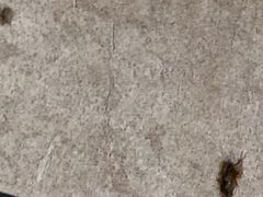 -李记糖水茶餐厅(华侨城店)