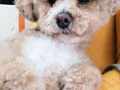 -关爱动物医院·心脏·中兽医·异宠(金牛路分院)