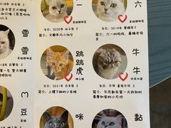 -喵屿·大理花园猫咖