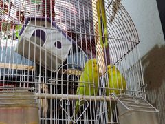 -369自助烤肉鱼火锅(平阳路店)