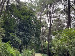 -铁山坪森林公园