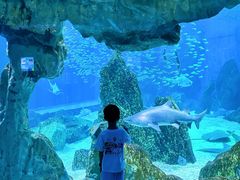 -海合安成都极地海洋公园