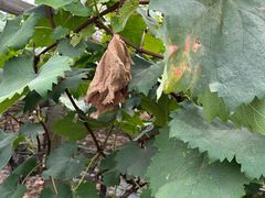 -马陆小张葡萄园农家乐