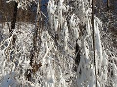 -亚布力新体委滑雪场