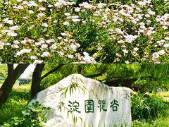 -海淀公园