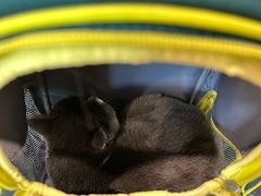 -爱侣·安琦尔宠物医院·中兽医针灸·心内科·狂犬免疫点(宝山区院)