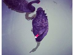 -上海怡沁园度假酒店