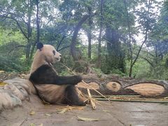 -中国大熊猫保护研究中心雅安碧峰峡基地