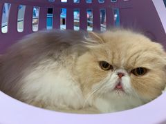 -momokira米努特·德文卷毛猫·棉花面纱犬