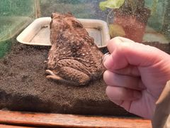 -上海大自然野生昆虫馆