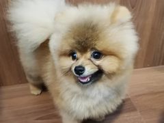 -柯斗斗主题餐厅·狗咖·围炉煮茶·茶饮(国瑞升平里店)