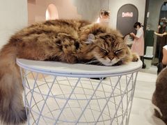 -猫儿山۰猫主题餐厅