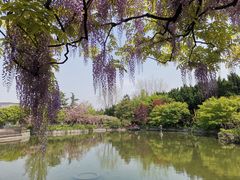 -嘉定紫藤园