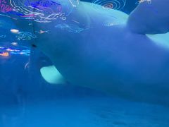 -海合安成都极地海洋公园