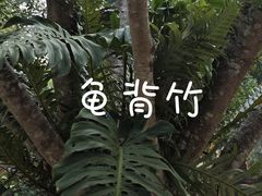 -野象谷景区