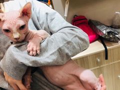 -飞行喵MR PILOT|猫舍·猫咖(静安大融城店)