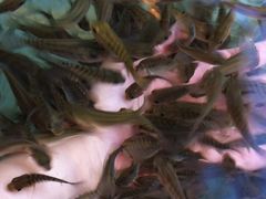 -森波拉火山温泉