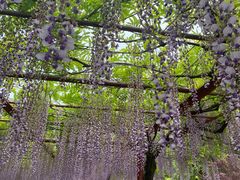 -嘉定紫藤园