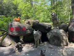 -茅兰沟国家森林公园
